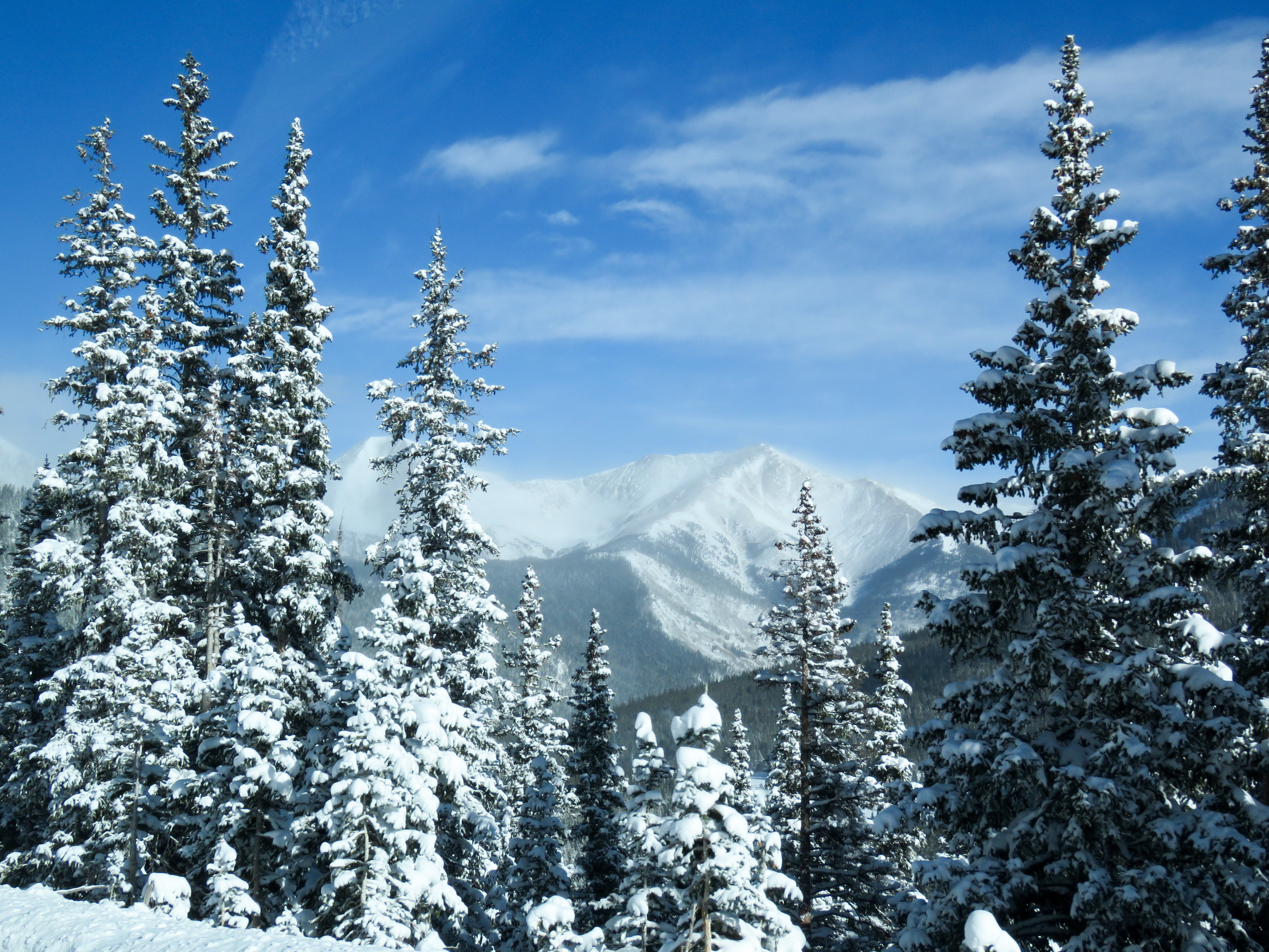 snow-covered mountain and evergreen tree forest